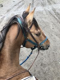 High angle view of a horse