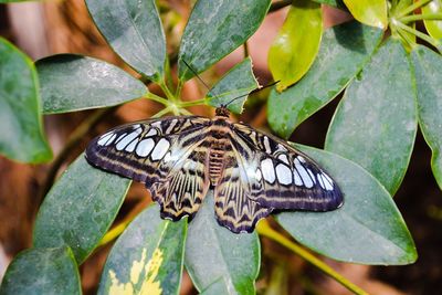 Close-up of butterfly perching on leaf