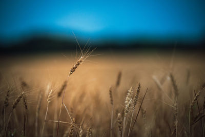 Close-up of wheat growing on field