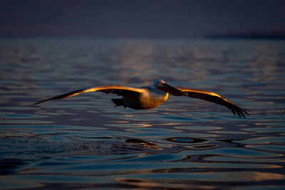 Bird flying over lake