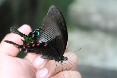 Close-up of cropped hand holding plant