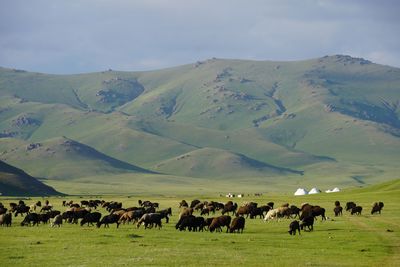 Flock of sheep on field against sky