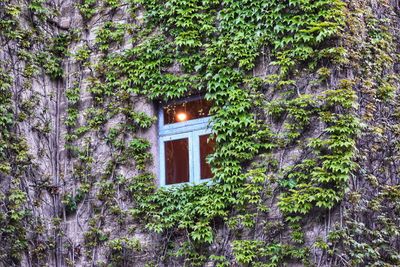 Ivy growing on tree by building