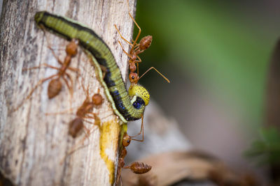 Close-up of insect on plant