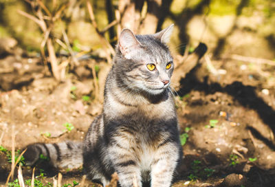 Close-up of a cat looking away