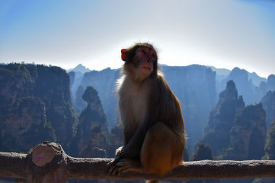 Panoramic view of man sitting on rock against mountains