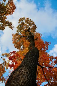 Low angle view of tree against sky