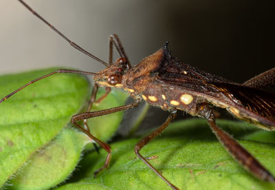 Close-up of insect