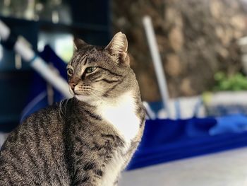 Close-up of a cat looking away