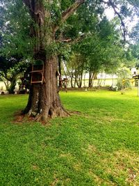 Trees in park