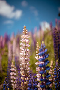 Close-up of purple flowering plants on field