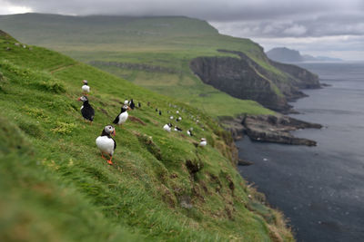 Puffins on green mountain by sea against cloudy sky