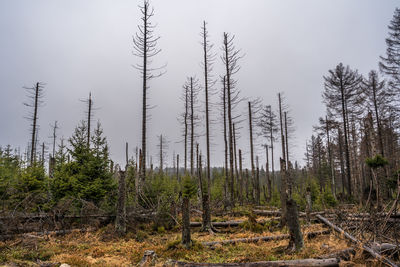 Scenic view of forest against sky