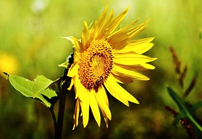 Close-up of yellow flower against blurred background