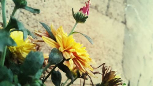 Close-up of yellow flowers blooming outdoors