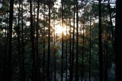 Trees in forest during sunset