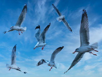 Low angle view of seagulls flying