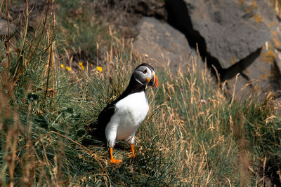 Puffin perching on grass