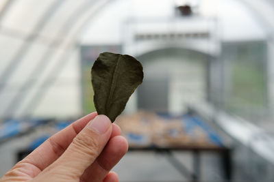 Close-up of hand holding leaf