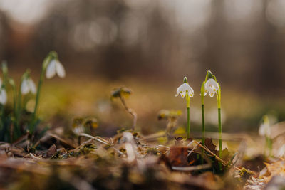 Close-up of white flowering plants on field