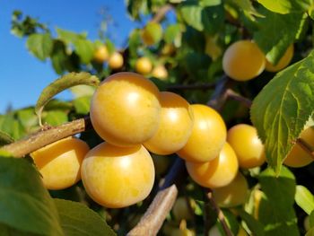 Close-up of fruit growing on tree