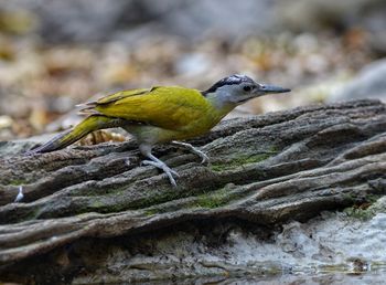 Close-up of bird perching on rock