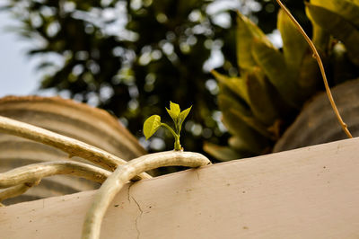 Close-up of plant