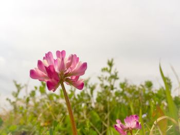 Close-up of pink flowers blooming against sky