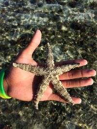 Close-up of hand holding starfish at beach