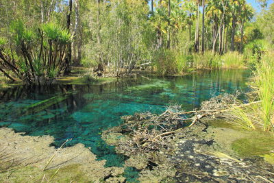 Scenic view of lake in forest