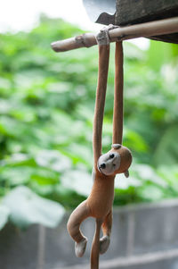 Close-up of stuffed toy hanging on wood