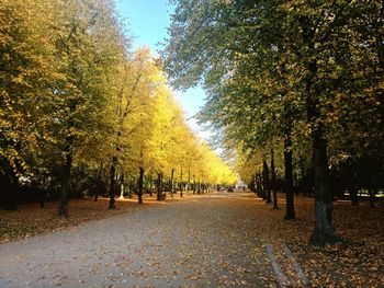 Road amidst trees during autumn