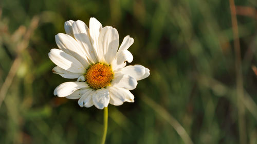 Close-up of white flower