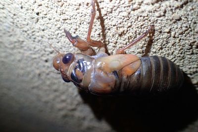 Close-up of hand feeding