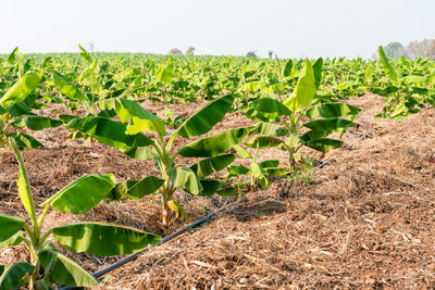 Close-up of plants growing on field