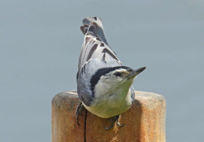 Close-up of bird perching on wooden post