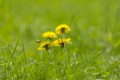 Close-up of yellow flowers blooming on grassy field