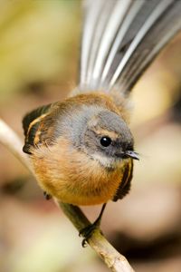 New zealand fantail bird in light forest.