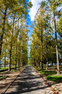 Road amidst trees in forest against sky