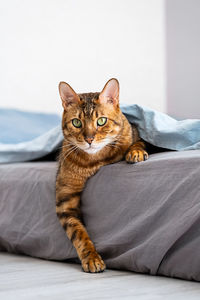 Cute bengal cat lies under blanket on the bed. cat in bed concept.