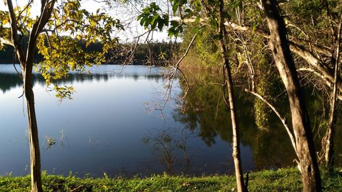 Scenic view of lake in forest