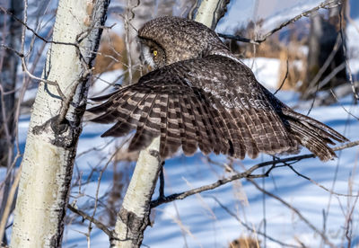 Close-up of bird perching on branch