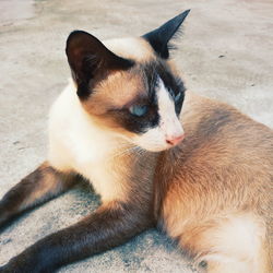 Close-up of cat looking away