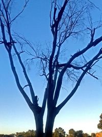 Low angle view of bare trees against clear sky