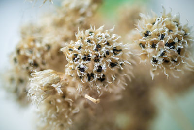 Close-up of a dried chive flower inside which you can see the seed for new chives.