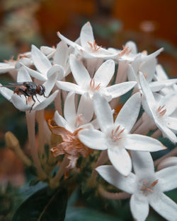 Close-up of white flowers