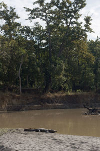 Scenic view of lake in forest against sky