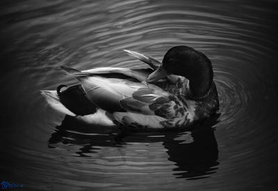 Close-up of swan swimming in lake