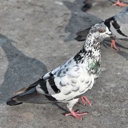 High angle view of pigeon on footpath