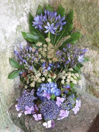 Close-up of purple flowers